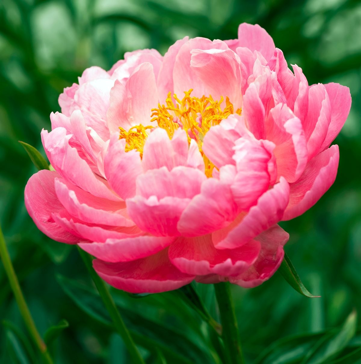 Plant Peonies in Your Flower Garden This Fall