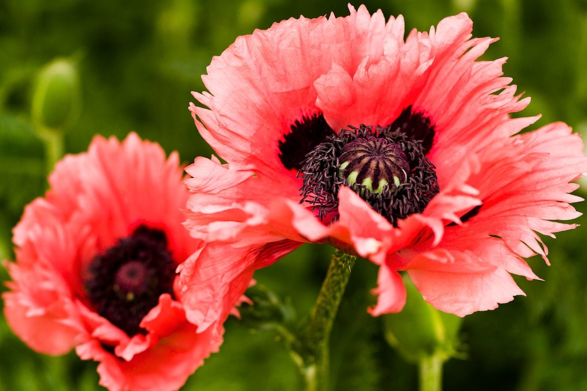 Fall is the Best Time to Plant Poppy Flower Seeds