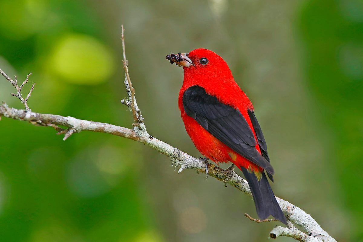 5 Vibrant Tanager Bird Species to Know Birds and Blooms