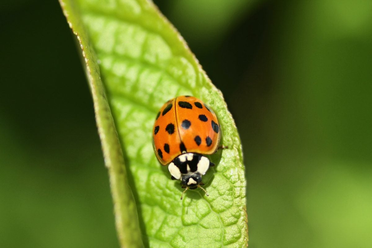 Ladybug vs Asian Beetle: What's the Difference?