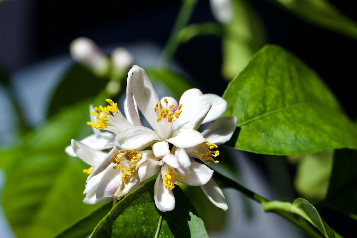 How to Grow an Indoor Lemon Tree - Birds and Blooms