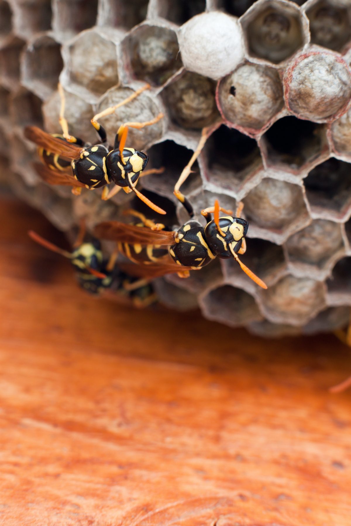 The Wonder of Wasps: Pollinators and Pest Control