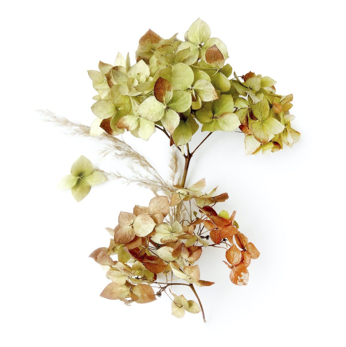 Dried Flower Stems -  UK
