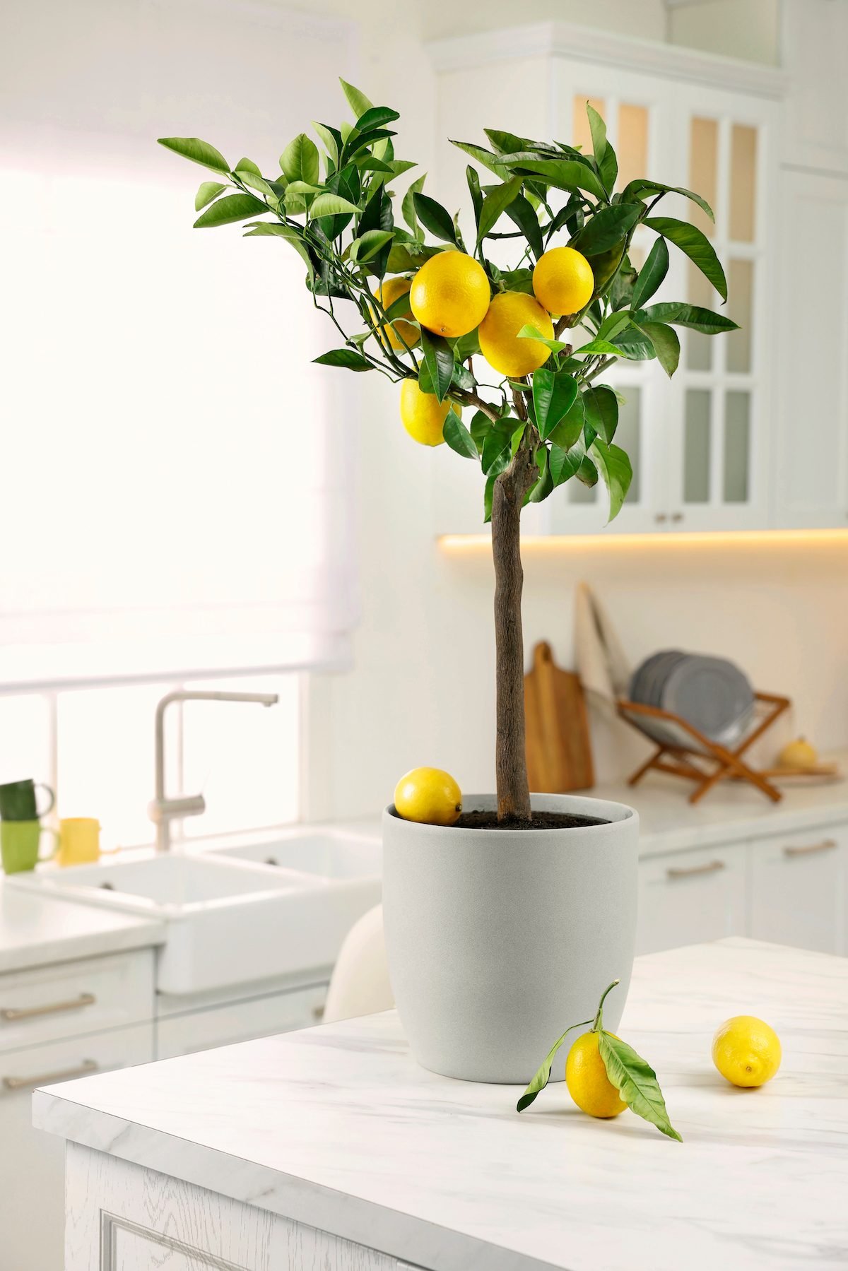 to Grow an Indoor Lemon Tree and