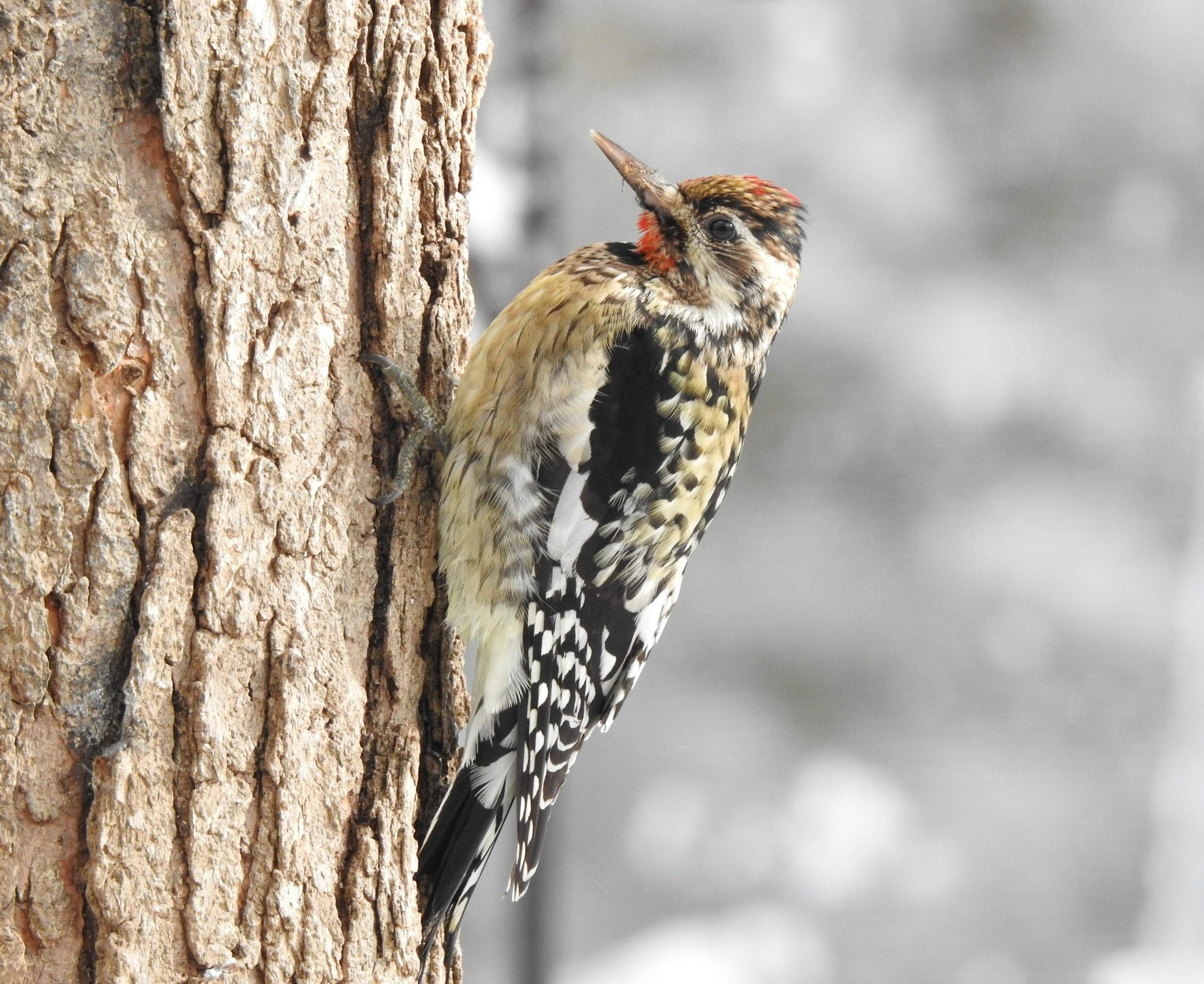 Yellow Bellied Sapsucker A Woodpecker By Another Name 