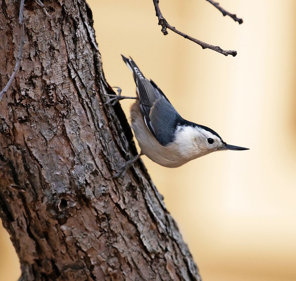 How to Identify a White-Breasted Nuthatch