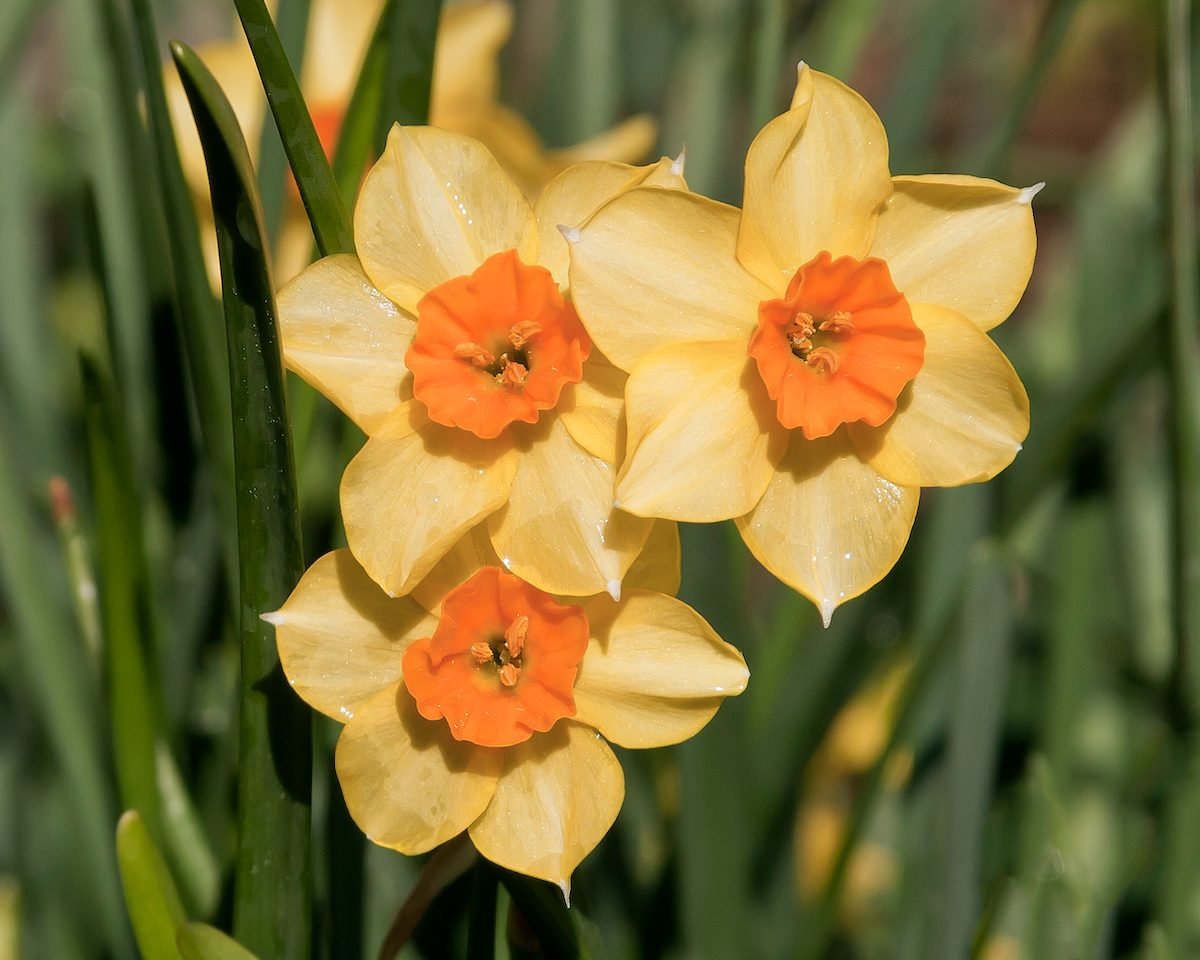 6 Daffodil Facts You Need to Know - Birds and Blooms