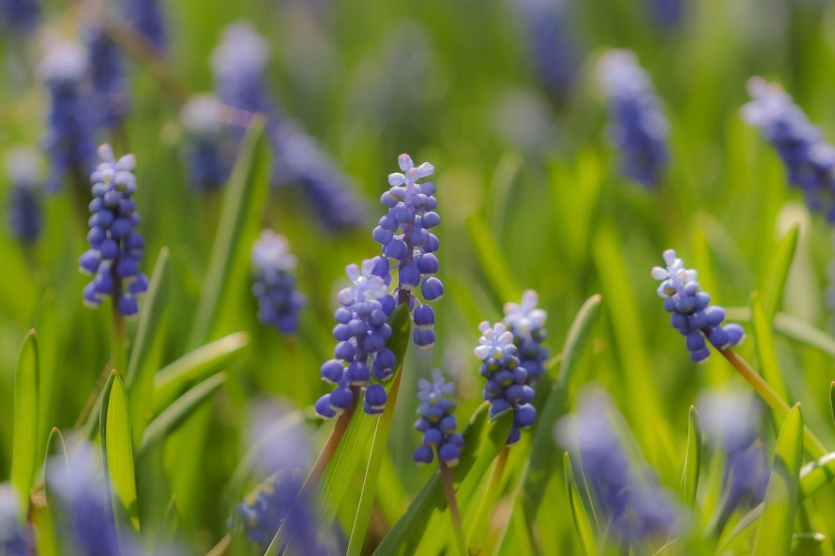 Expert Tips for Growing Grape Hyacinth Flowers