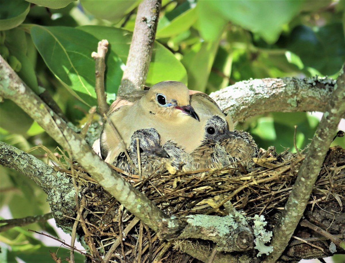 All About Mourning Dove Eggs and Baby Mourning Doves