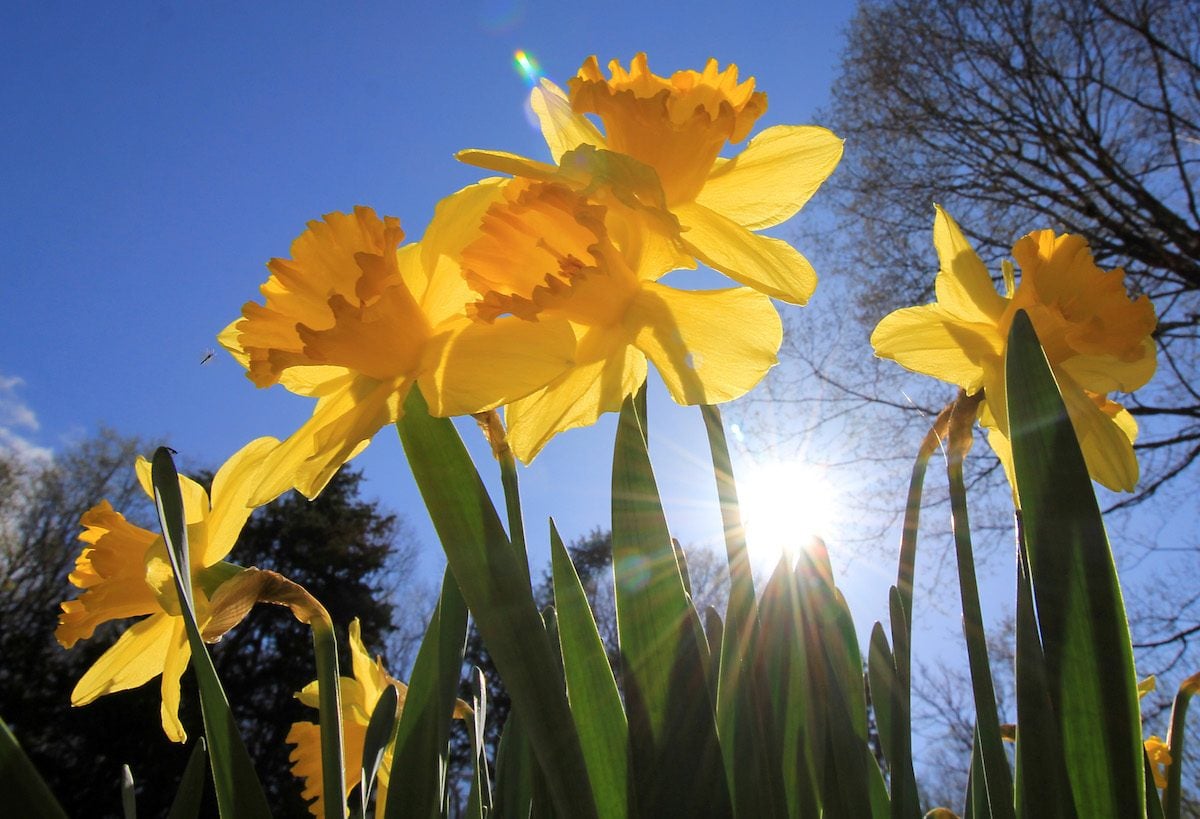 6 Daffodil Facts You Need to Know Birds and Blooms