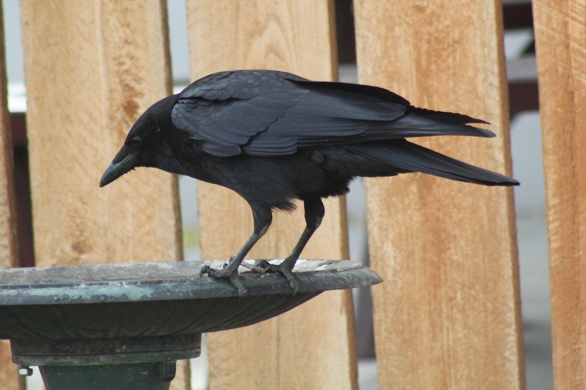 Meet the Black Birds That Are Always Dressed for Halloween