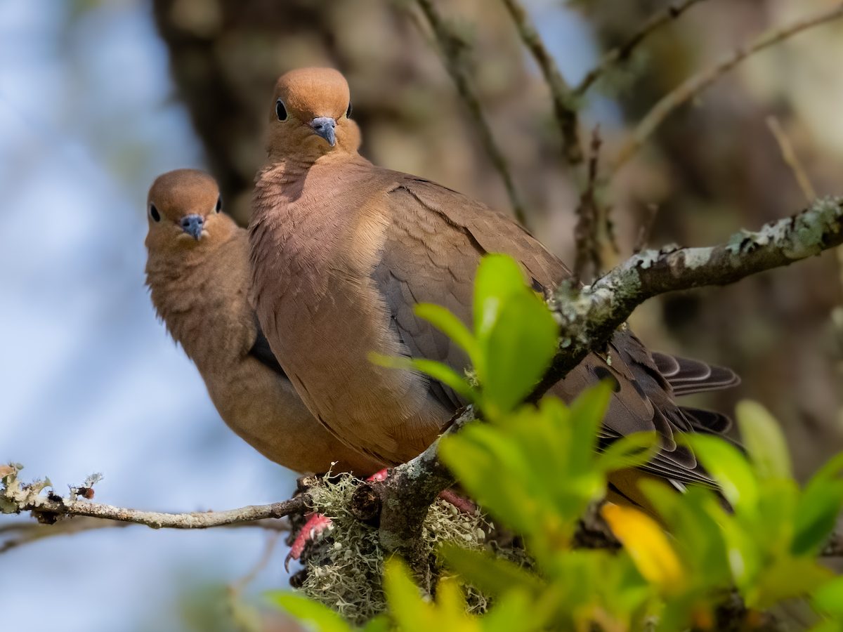 22 Breathtaking Mourning Dove Pictures