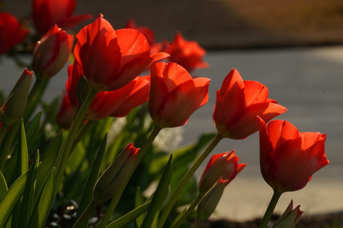 Tulip Meaning: Discover What Tulip Colors - Birds and Blooms