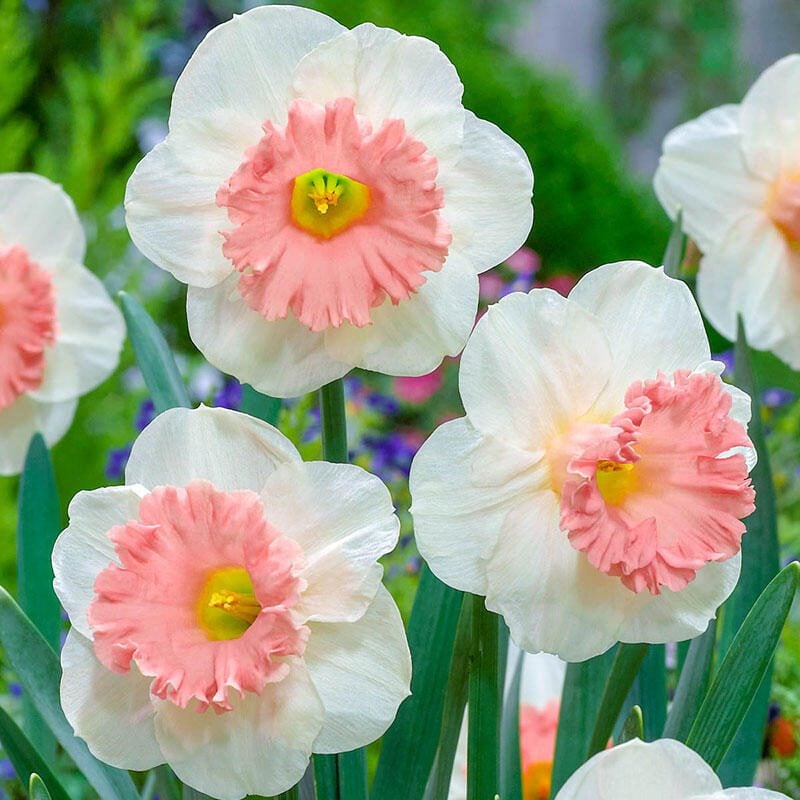 8 Pretty Pink Daffodil Varieties to Plant Right Now