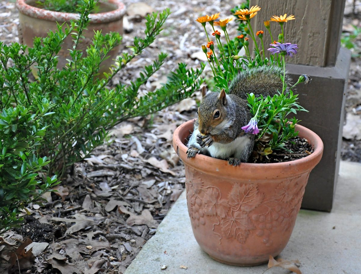 How to Keep Squirrels out of Flower Pots Birds and Blooms