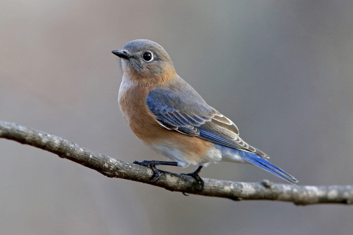 Quiz: How Many Female Bird Photos Can You ID?