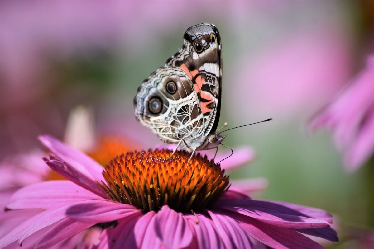 Meet the Lovely American Lady Butterfly