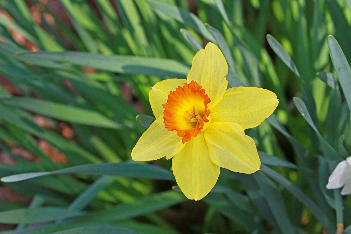 14 Daffodil Facts You Need to Know