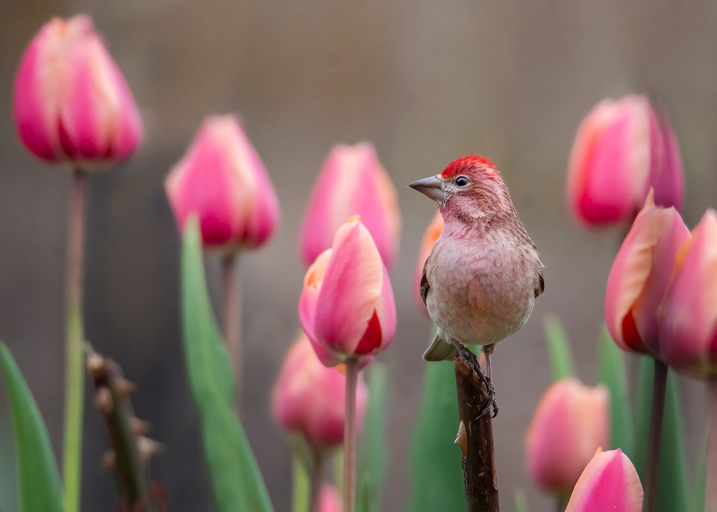 A Cassin's finch perches on a stem next to a grouping of pink tulips.