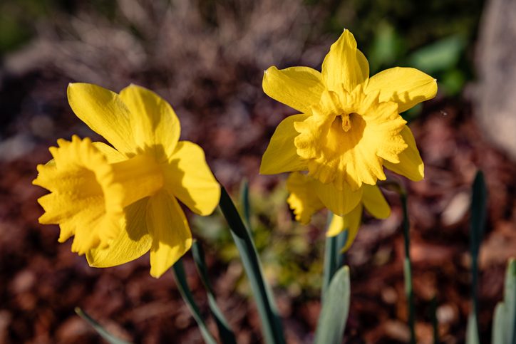 6 Daffodil Facts You Need to Know - Birds and Blooms