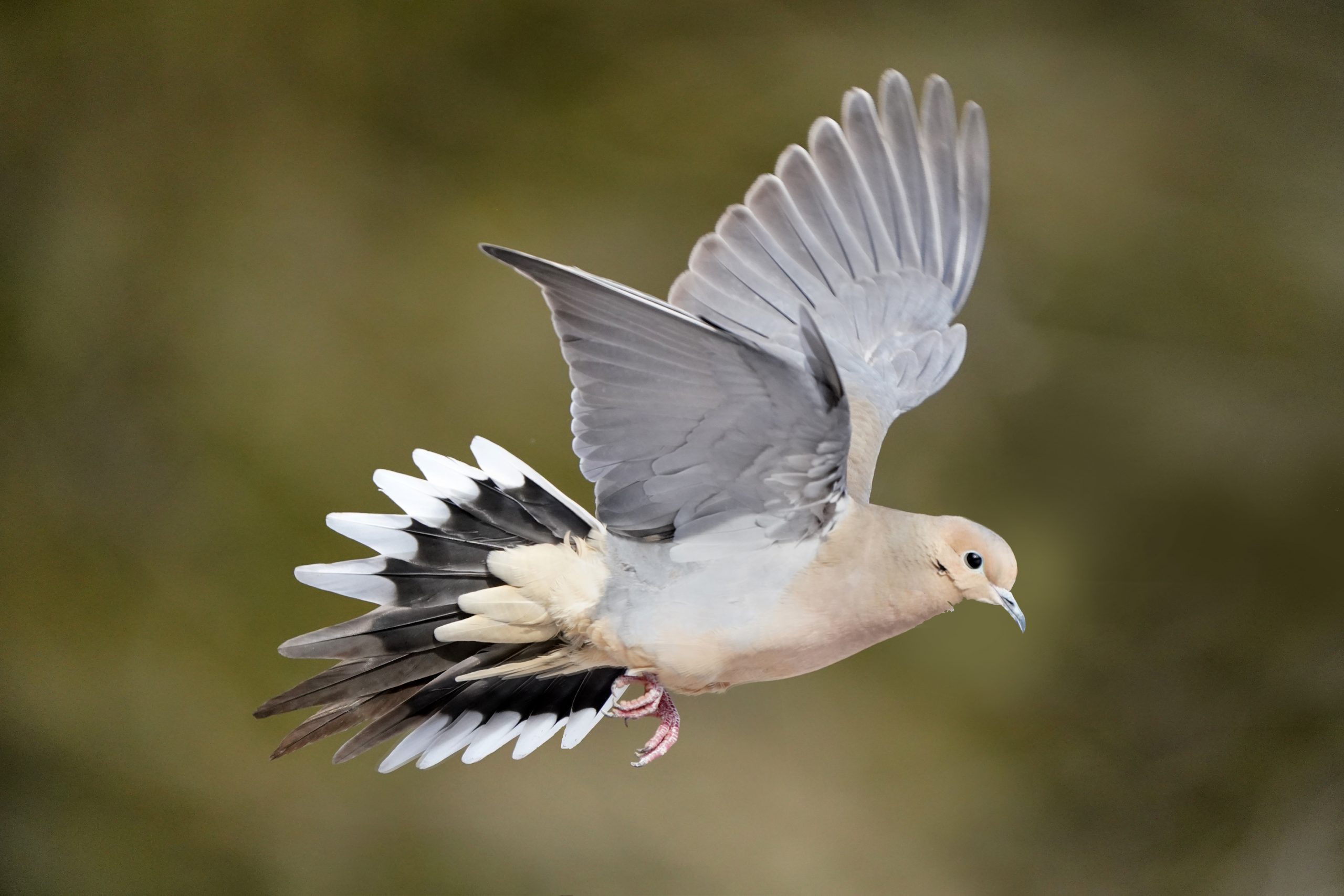 Do Mourning Dove Feathers and Wings Make Noise?