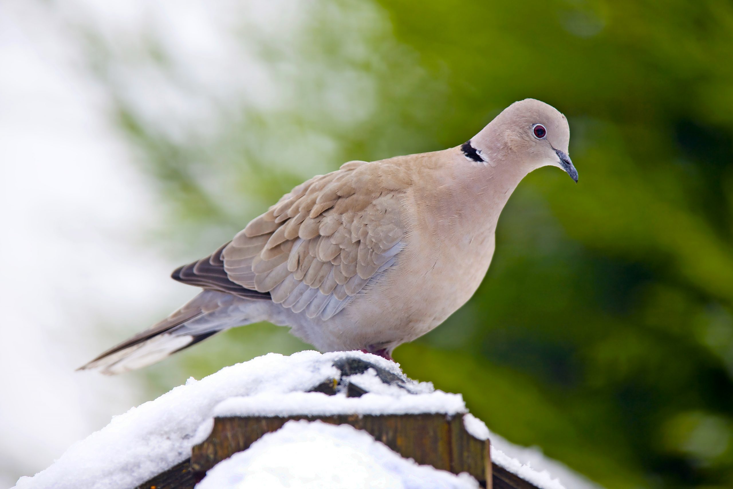 How to Identify a Eurasian Collared-Dove