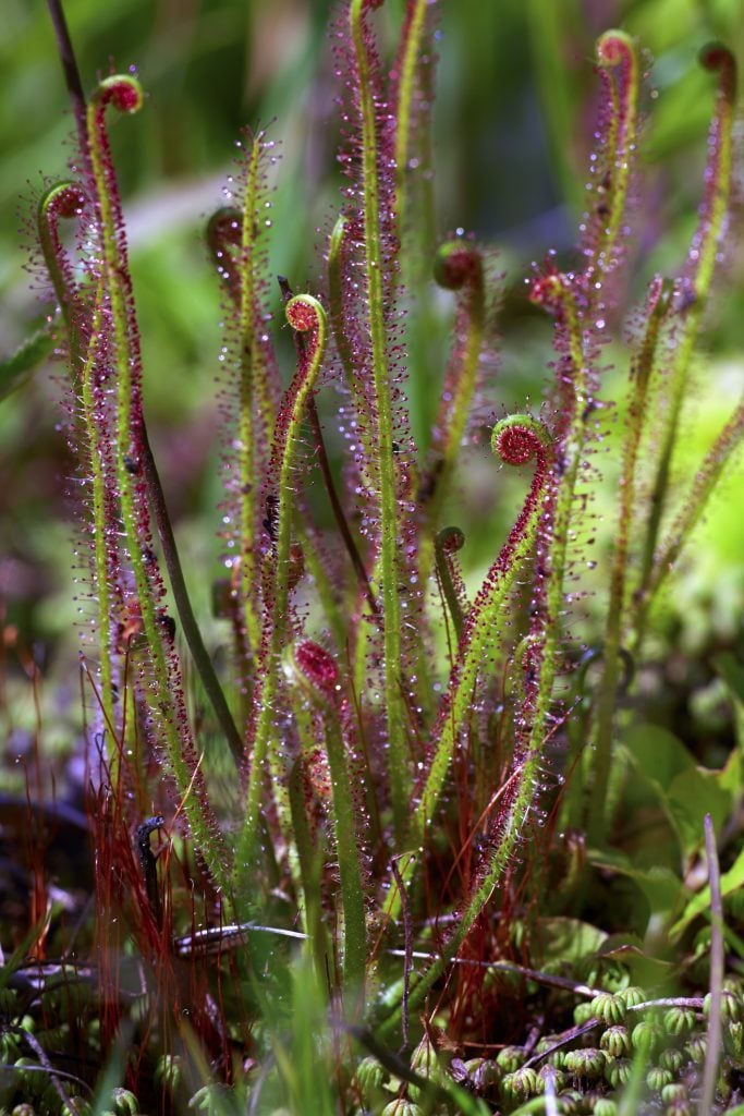 Grow a Carnivorous Sundew Plant Birds and Blooms