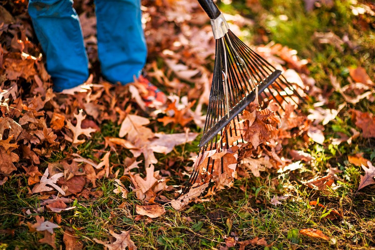 Stop Raking: How to Mulch Fall Leaves - Birds and Blooms