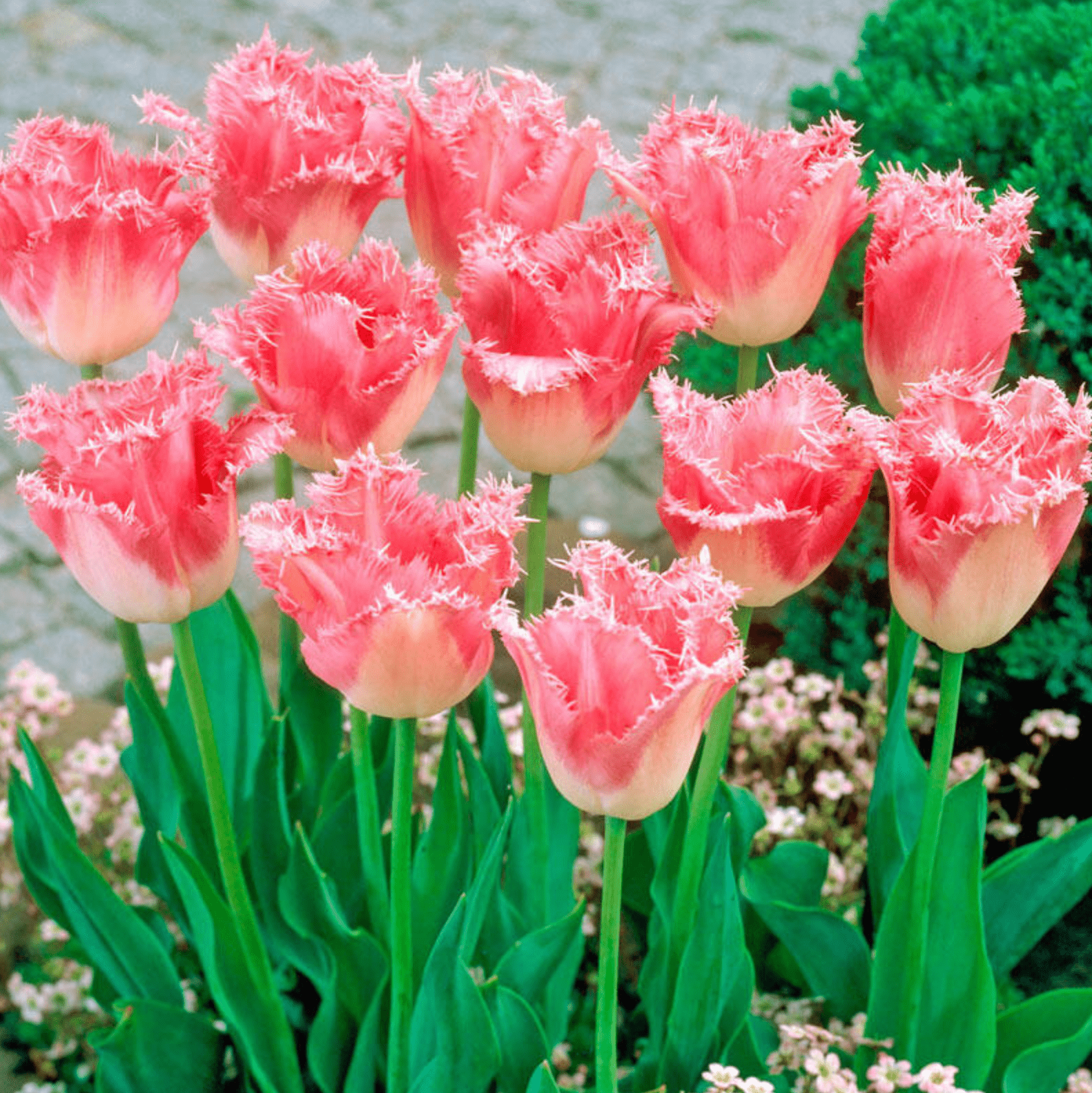 10 of the Prettiest Pink Tulips for Your Garden