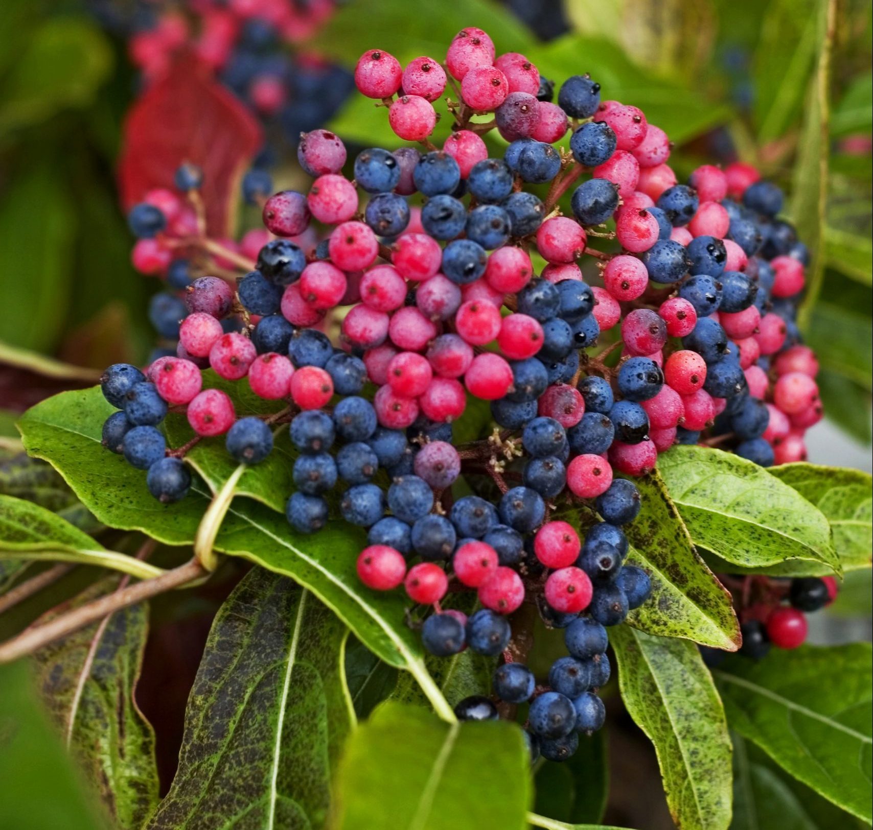 Grow Brandywine Viburnum for Tie-Dye Berry Clusters
