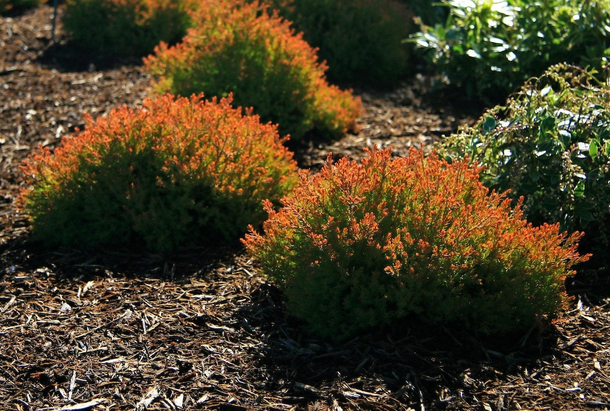 10 Small Evergreen Shrubs to Grow for Year-Round Curb Appeal