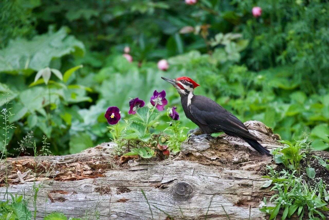 Ivory-Billed Woodpecker Vs Pileated Woodpecker: Are They Related?