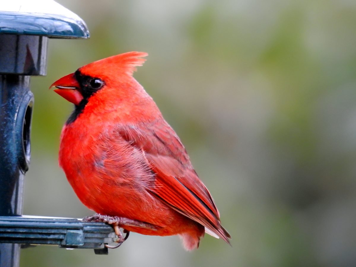 Can a Cardinal Fly Without Tail Feathers?