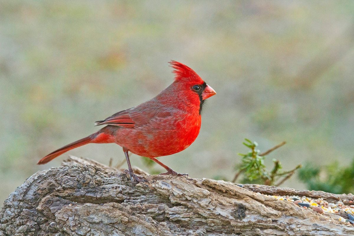 If You Think You Know Our National Bird, You're Wrong