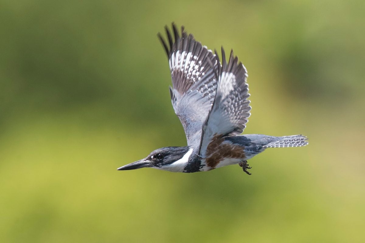 Meet the Regal Belted Kingfisher Bird