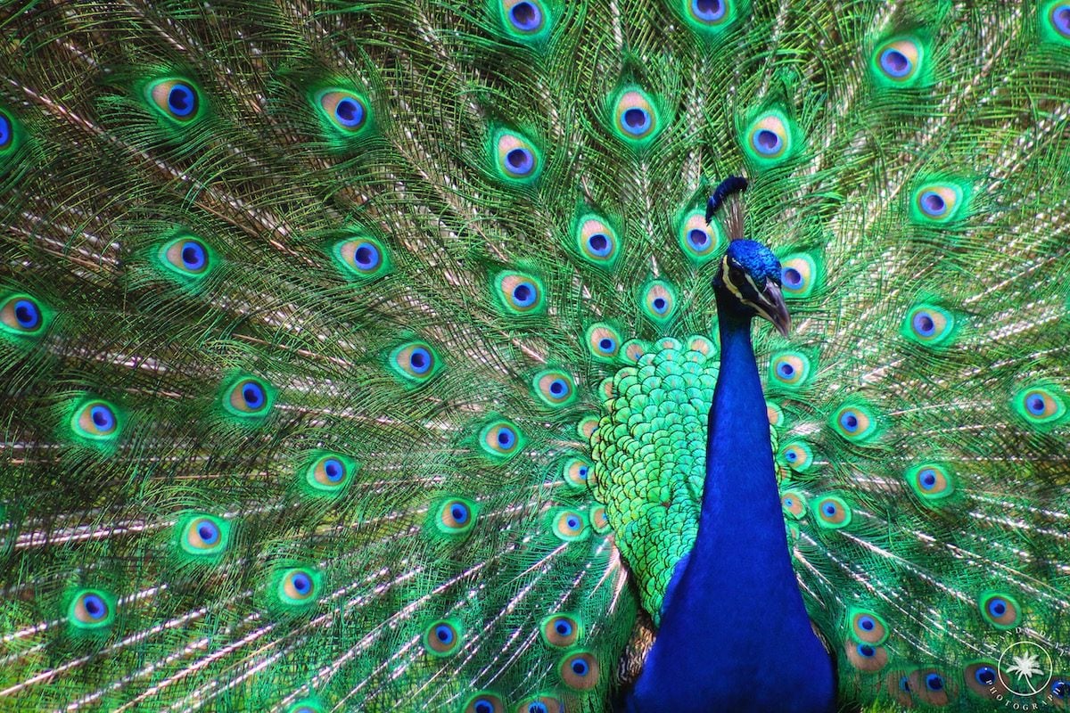 Peacocks Don't Just Show Their Feathers, They Rattle Them - The