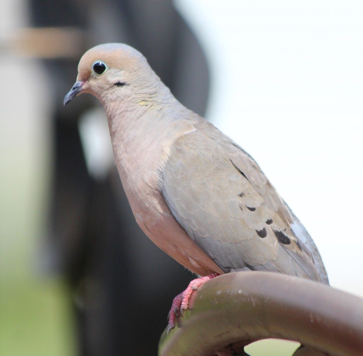 what-is-the-dove-meaning-when-a-mourning-dove-visits-you