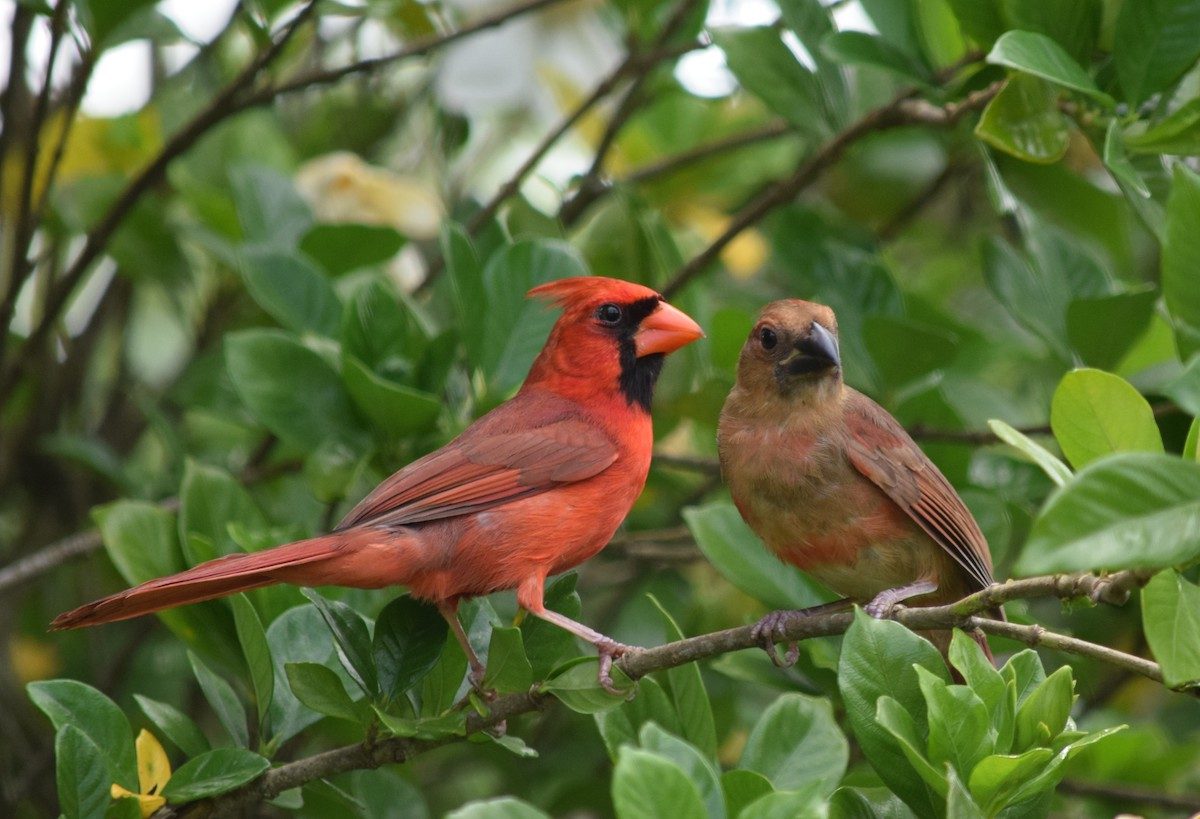 11 Interesting Cardinal Bird Facts You Should Know - Birds and Blooms