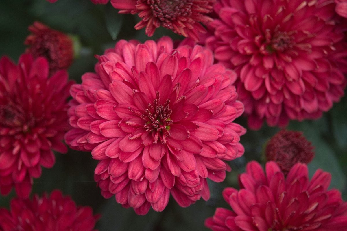 Does Your Birth Month Flower Have Special Meaning?