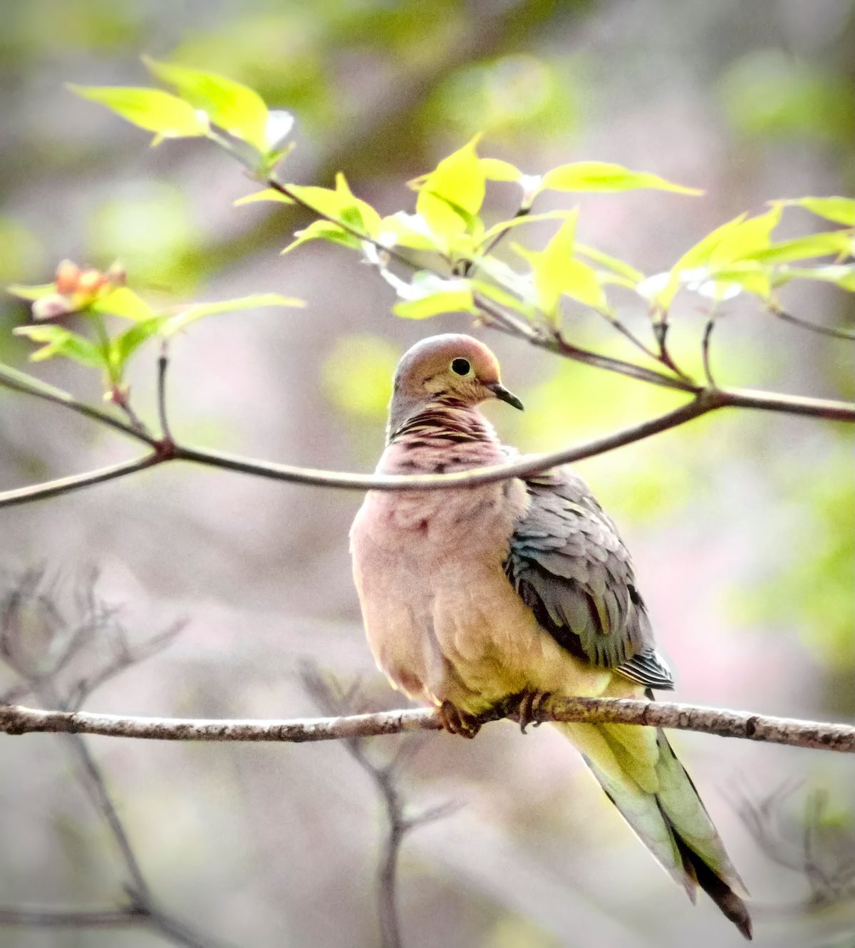 What Does a Mourning Dove Call Sound Like?