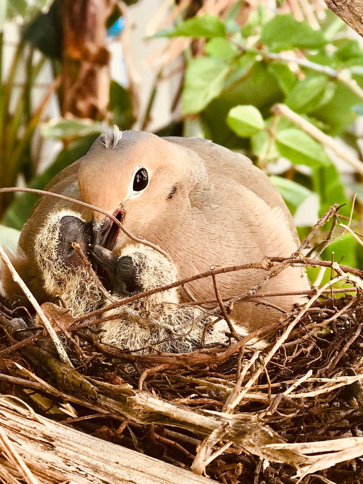 mourning dove baby