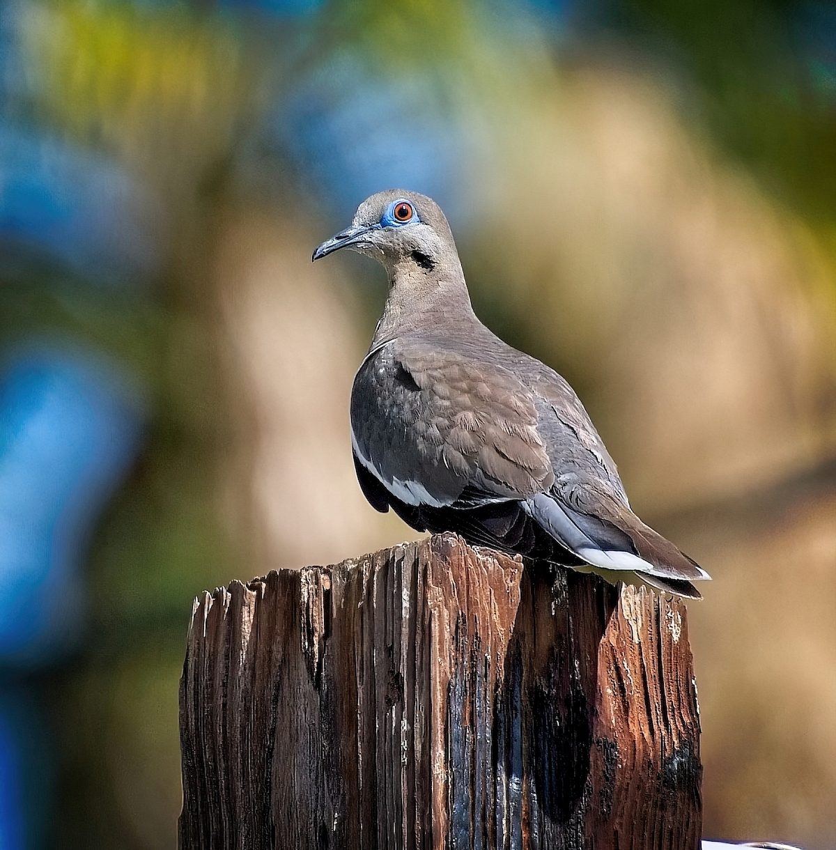 How to Identify a White-Winged Dove