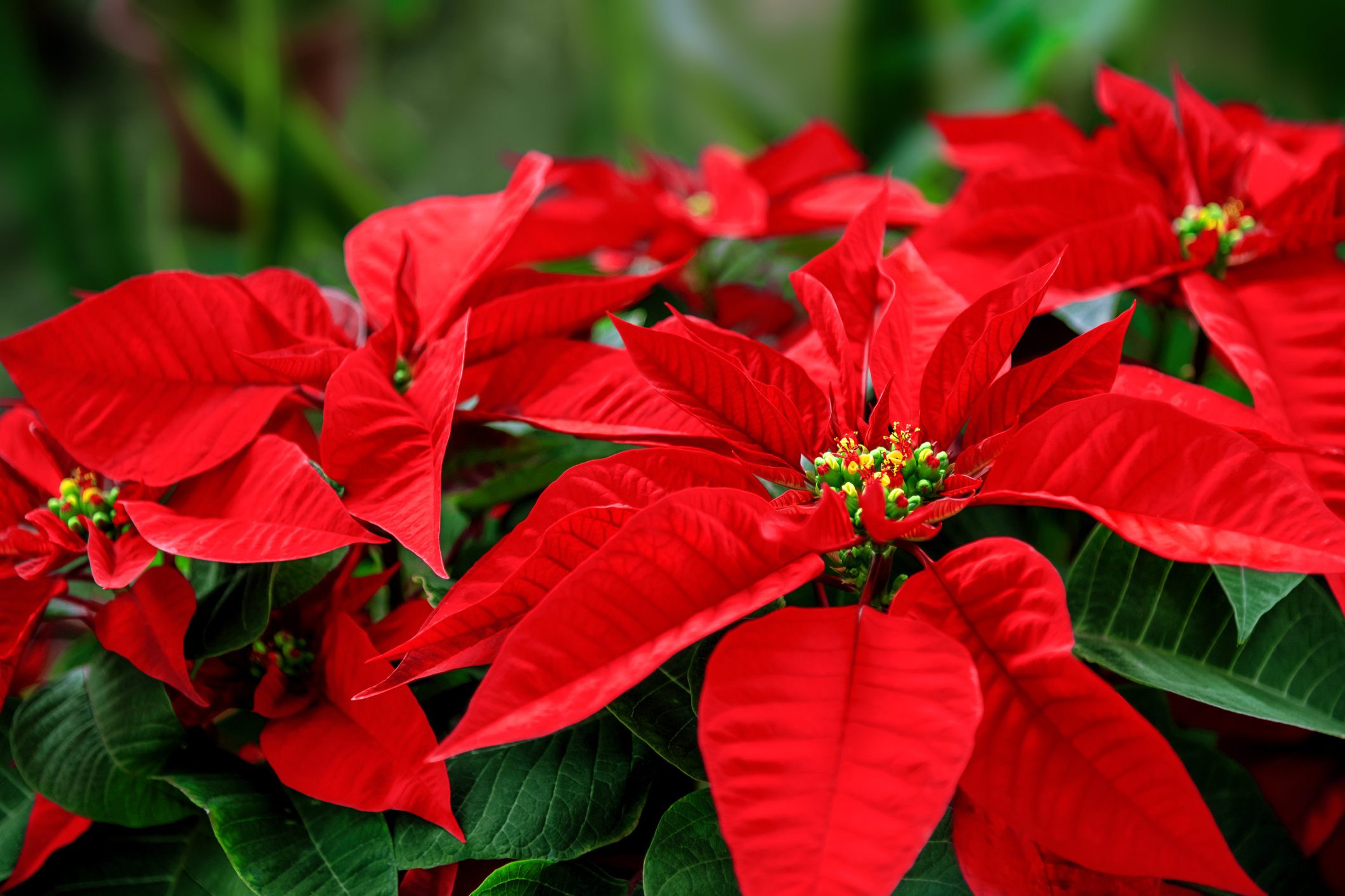 Are Poinsettias Poisonous to Cats and Dogs?