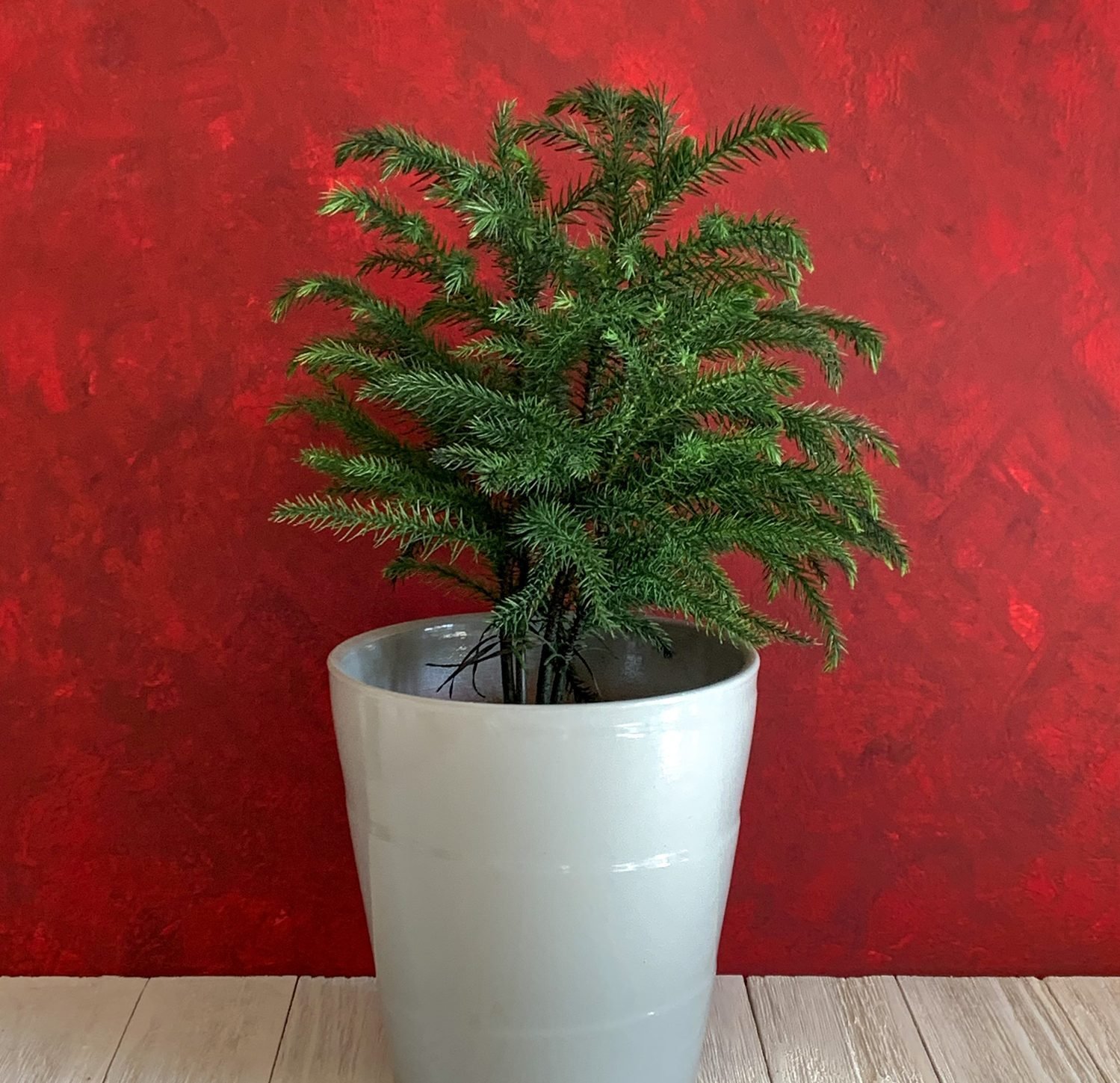 Mini Christmas Tree  Norfolk Island Pine - PlantingTree