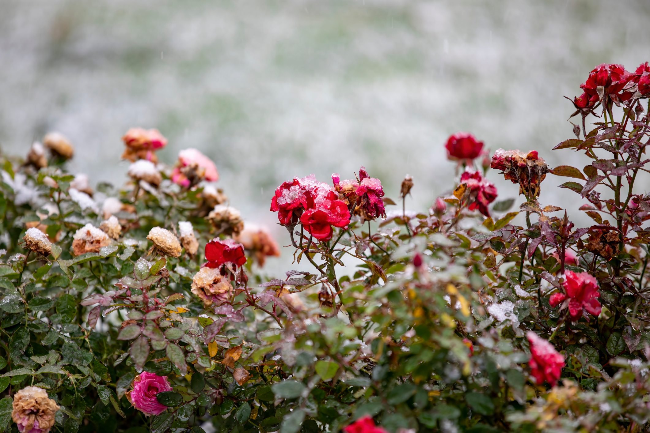 How to Prepare and Prune Roses for Winter