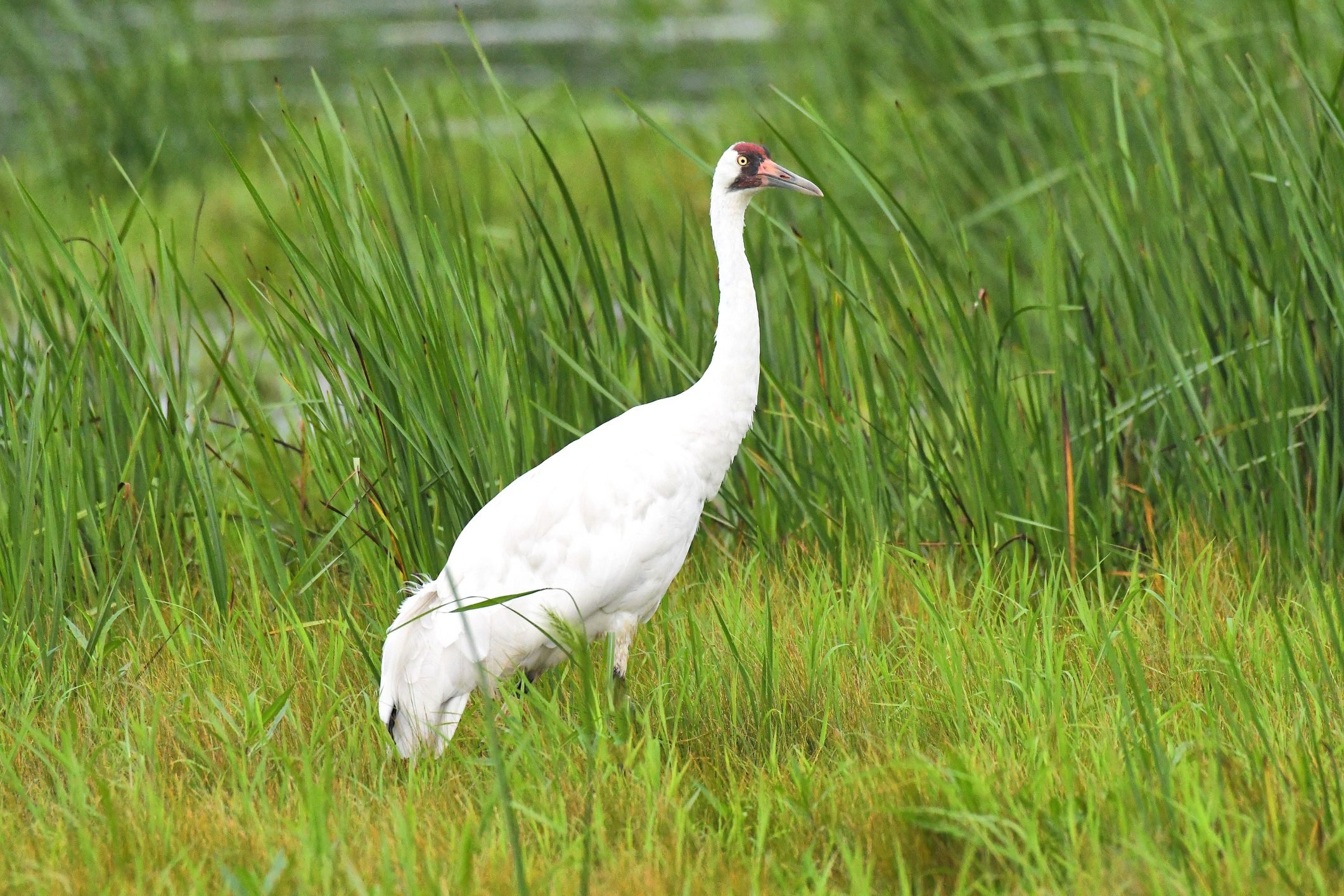 6 Fascinating Whooping Crane Facts