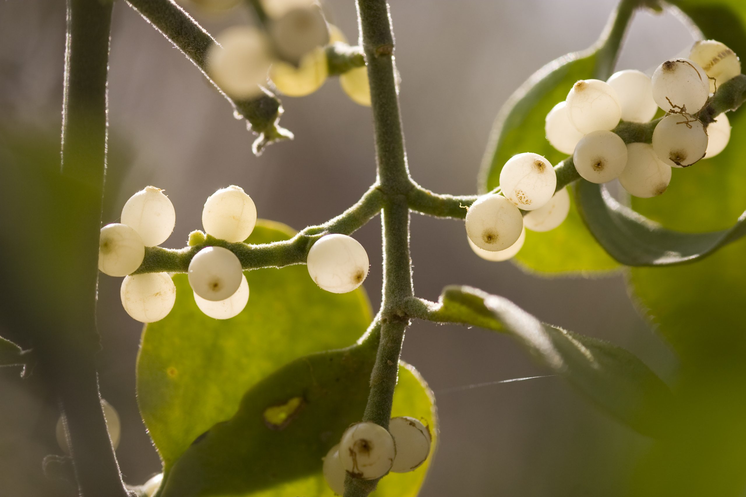 Is Mistletoe Poisonous for People and Pets?