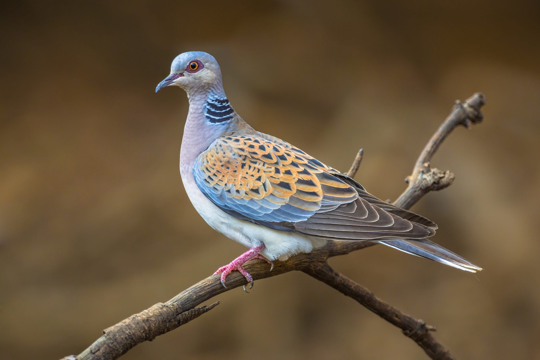 Is a Turtledove a Real Type of Bird?
