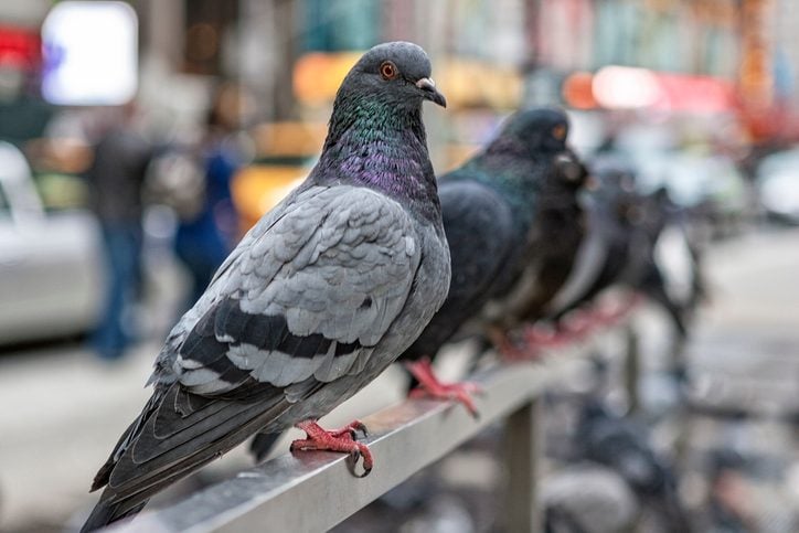 Here’s Why Pigeons Are the Most Misunderstood Birds