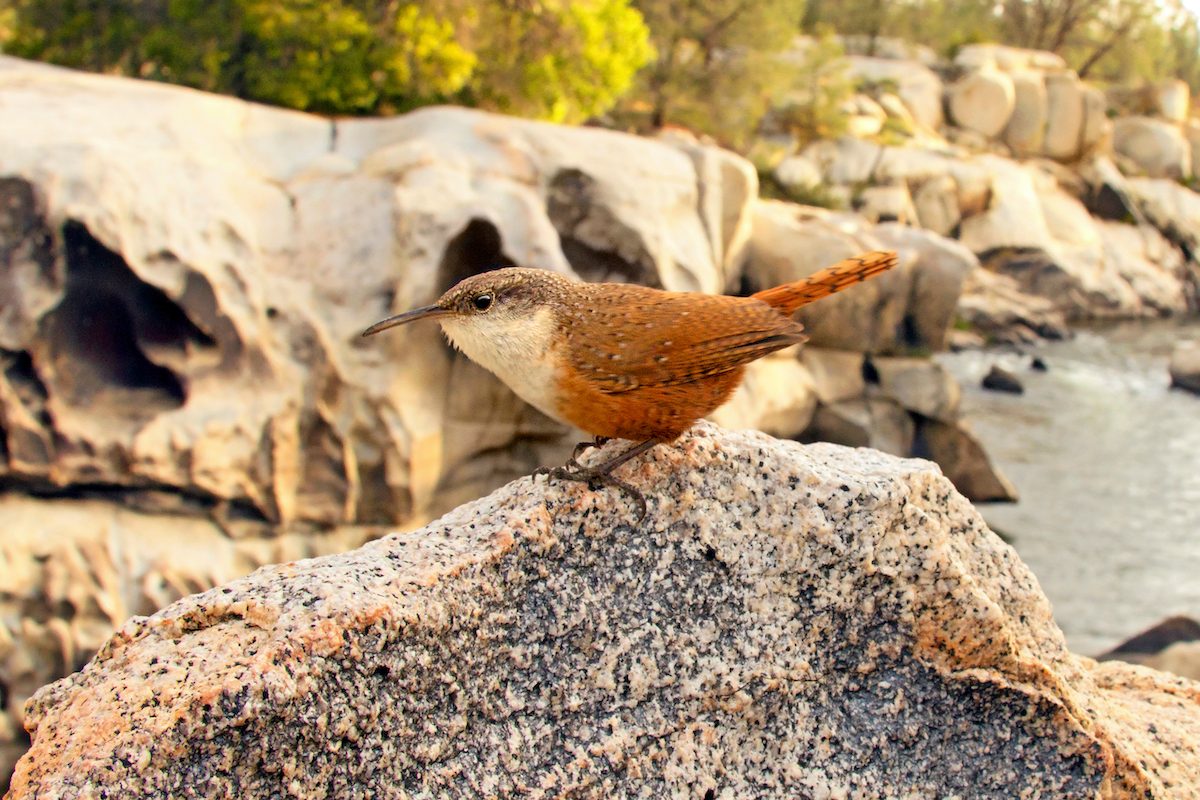 Meet 6 Types of Wrens You Should Know